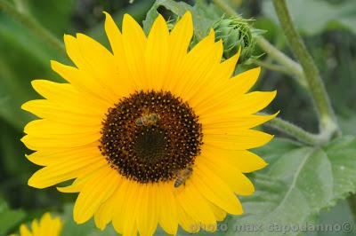 ' E GGIRASOLE - di E.A. Mario