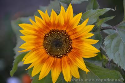 ' E GGIRASOLE - di E.A. Mario