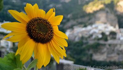 ' E GGIRASOLE - di E.A. Mario