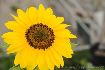 ' E GGIRASOLE - di E.A. Mario