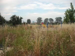 Gigliati – Azalee:  acqua sul fuoco, e la polemica sale di livello.