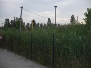 Gigliati – Azalee:  acqua sul fuoco, e la polemica sale di livello.