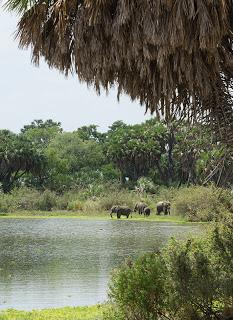 Il parco di Selous.