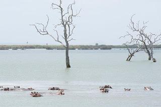 Il parco di Selous.