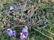 Crocus