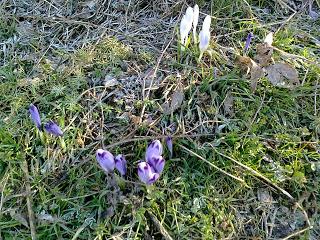 Il Crocus