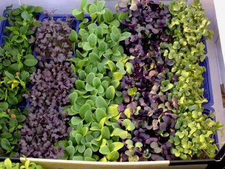 tre giorni di vero piacere “culinaria, le radici della rivoluzione”