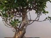 ficus retusa bonsai