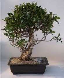 Ficus retusa bonsai 2 