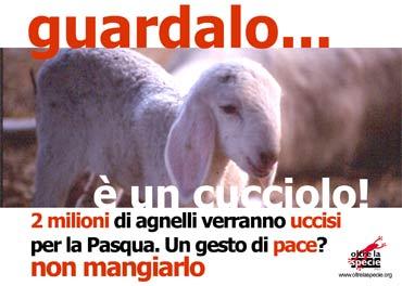 Agnello clonato nei nostri piatti?