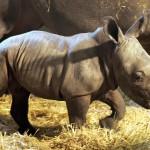 Mekena, il cucciolo di rinoceronte bianco nato allo zoo di Serengeti