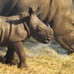 Mekena, il cucciolo di rinoceronte bianco del Serengeti Park 02
