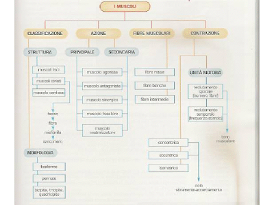 IL SISTEMA MUSCOLARE