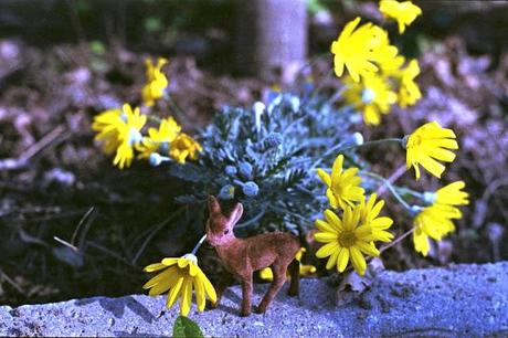 Little Fawn fa il suo primo giro in giardino