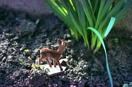 Little Fawn fa il suo primo giro in giardino