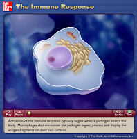 Il sistema immunitario spiegato attraverso alcune animazioni