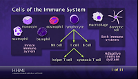 Il sistema immunitario spiegato attraverso alcune animazioni