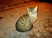 Turchia pregiudizi degli italiani (98)