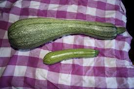 zucchine