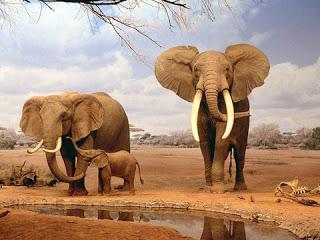 Massacro Elefanti, 86 esemplari uccisi