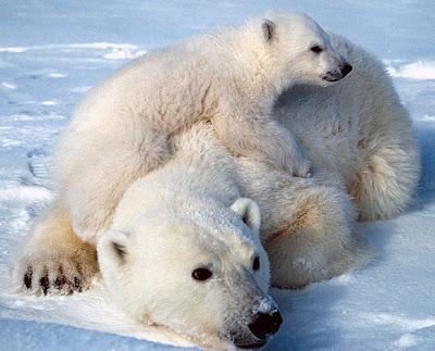 Gli orsi polari minacciati dall'estinzione: vuoi aiutarli?