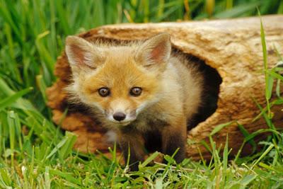 Fermiamo la caccia alla volpe in tana autorizzata dal comune di Siena