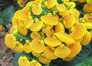 Calceolaria