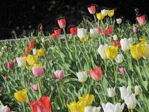 Giornata mondiale della poesia 2013: la primavera celebra i dolci versi