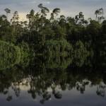 Intact Peatland Forest in Indonesia