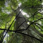 Tree in DRC Rainforest