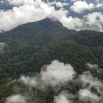 Coastal Rainforest in Cameroon