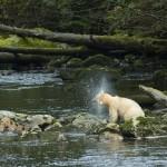 Spirit Bear in Great Bear Rainforest