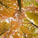 Autumn in the Beech Forest SpessartHerbst im Buchenwald Spessart