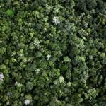 Forest near the BR163 Amazon Highway