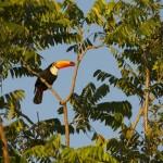 Toucan in Brazilian RainforestTukan im Regenwald