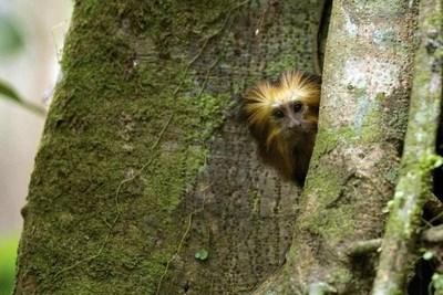 La foresta di Ilheus, in Amazzonia