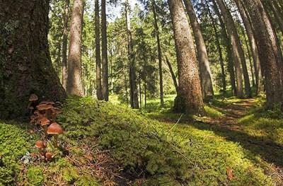 Un bosco di conifere