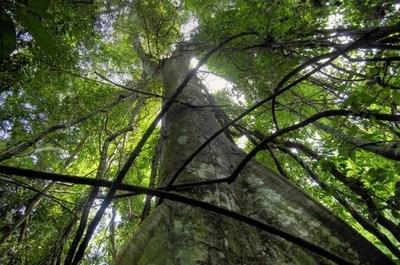 Un foresta in Congo