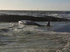 La balena rinvenuta sulle coste in provincia di Livorno