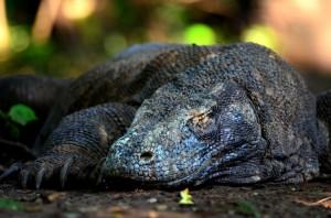 Come Visitare il Komodo National Park in Indonesia