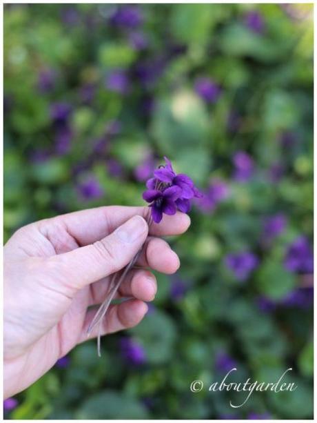 Viola odorata