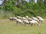 Pasqua Francescana senza spargimenti sangue, consiglio della