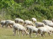 Pasqua scelta vegetariana consigliata dalla LAV. Niente carne francescana