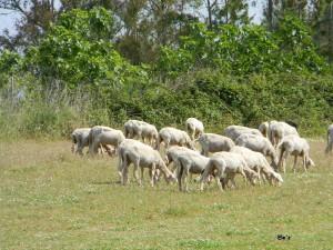 pasqua senza agnello