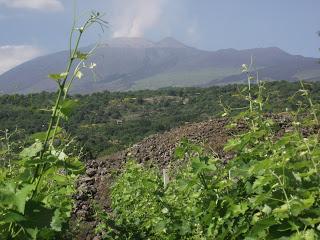 I frutti della Montagna di fuoco. I vini di Tenuta di Fessina