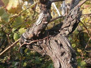 I frutti della Montagna di fuoco. I vini di Tenuta di Fessina