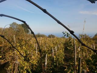 I frutti della Montagna di fuoco. I vini di Tenuta di Fessina