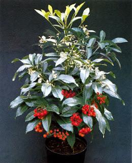 Ardisia