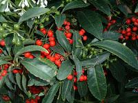 Ardisia