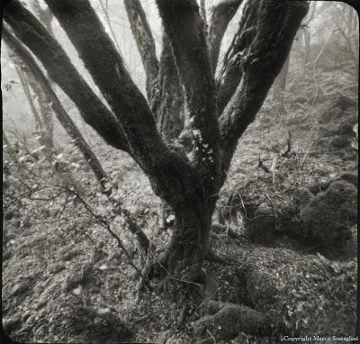 Pinhole Day 2013